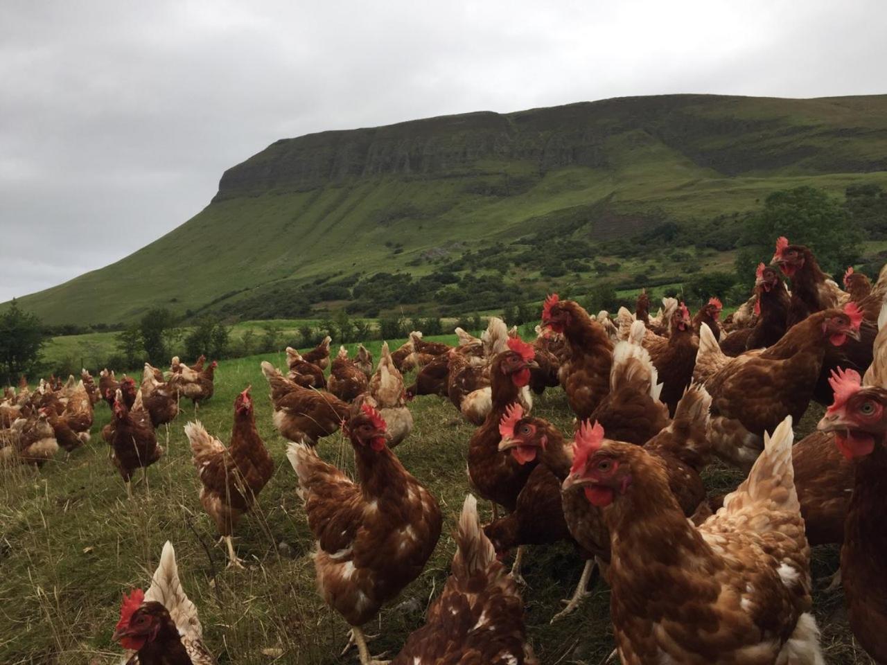 Benbulben Farmhouse B&B Drumcliff エクステリア 写真